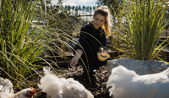 Animal care subject image of a learner feeding chickens