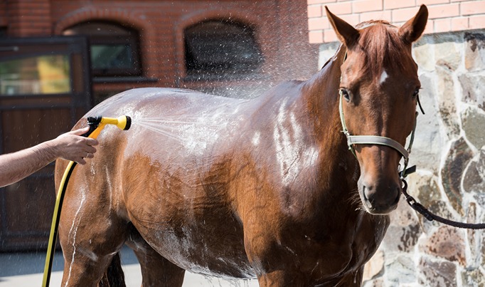 A horse being washed with a hosepipe