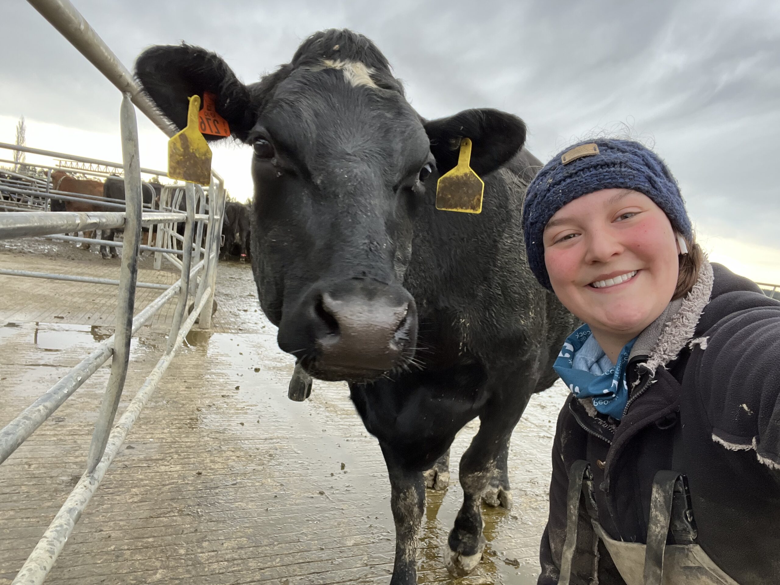 Level 3 Diploma of Agriculture learner Rebecca Frisby taking a picture next to a cow