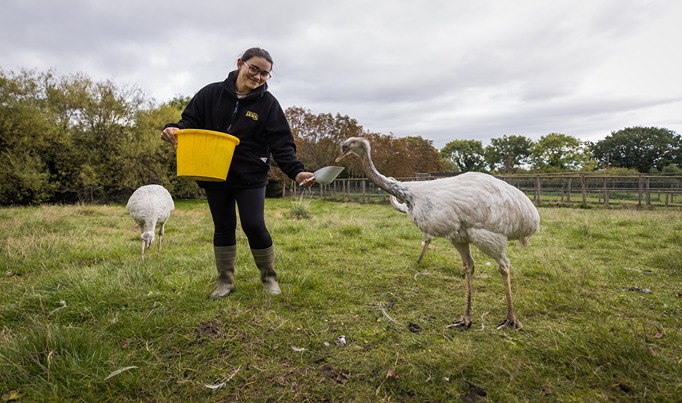 Animal Care And Management