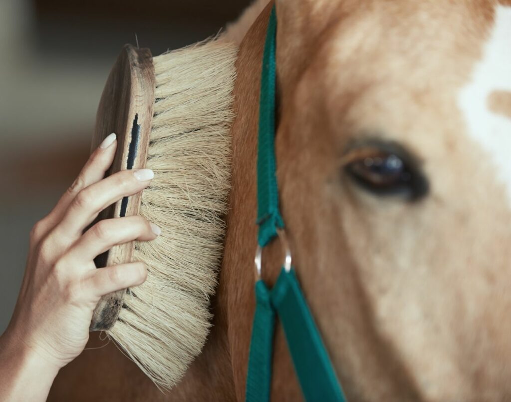 Horse being brushed