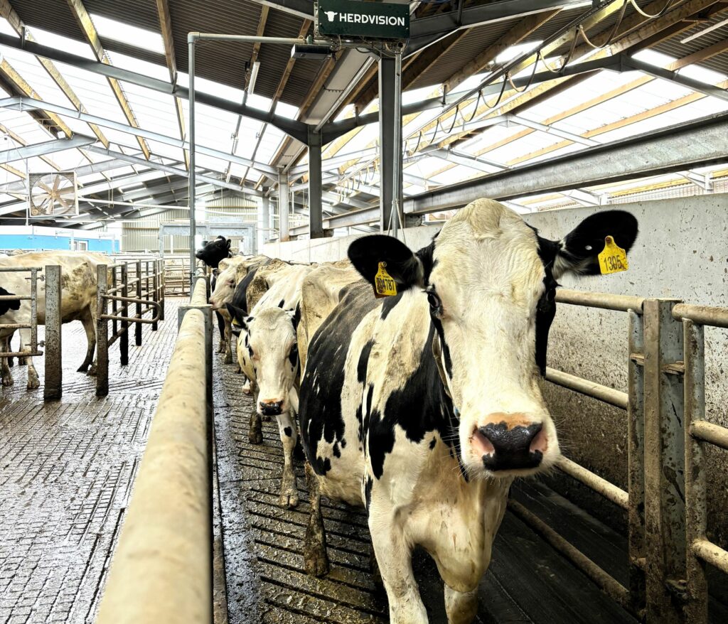 REVOLUTIONARY new 3D video monitoring technology is delivering economic and environmental benefits and supporting animal welfare at our Llysfasi site