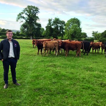 Agriculture student Michael Savage standing in a field in front of a herd of cows